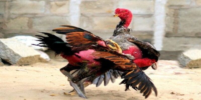 Những điều cần lưu ý trong việc chọn lựa chiến kê