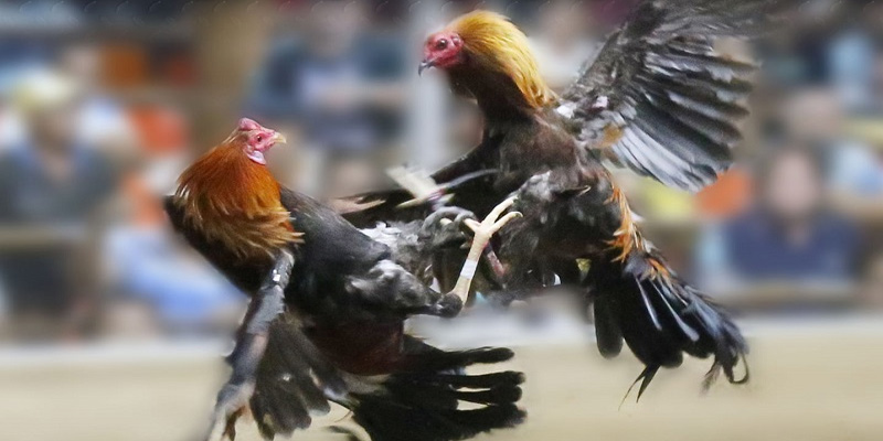 Theo luật chấp đá gà thường gà cao sẽ chấp gà thấp