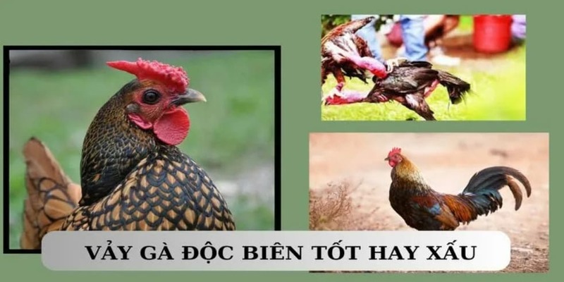 Tổng quan những nét chính về vảy độc biên